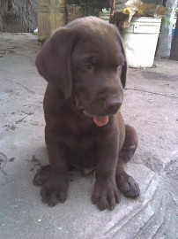 rufo