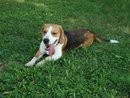 Odie