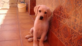 Gofio
