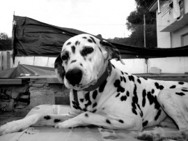 Pongo