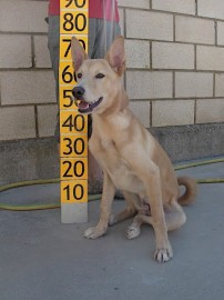 Pivo