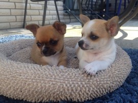 Chihuahua 