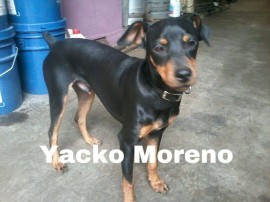 yacko moreno