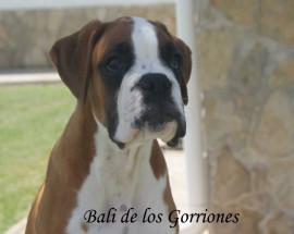 Bali de los gorriones