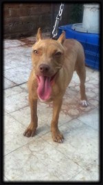 Brandy