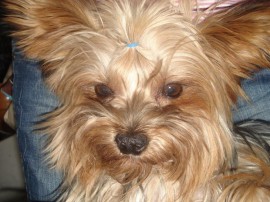 Buddy 