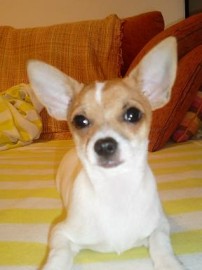Franco