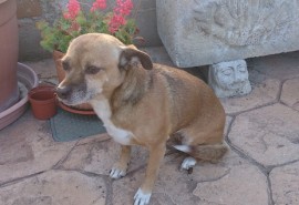 Chupi