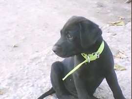 balto