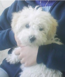 Wisho