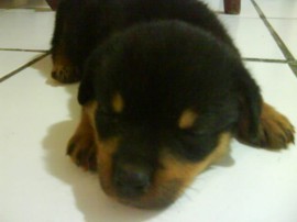 wiskey