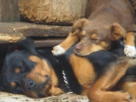 COSITA