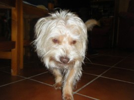 ichi