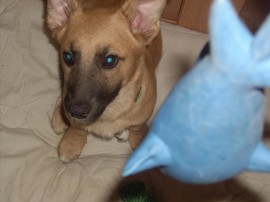 Rex