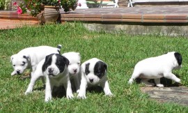 CAMADA STAFFORDSHIRE BULL TERRIER