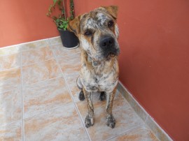 Tigre (Mestizo de Presa Canario y Shar Pei)