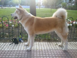 yuki