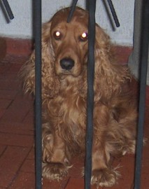 dexter