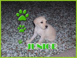 JUNIOR