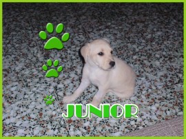 JUNIOR