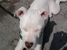 Hachi