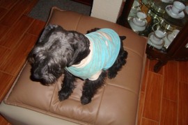 Gastón
