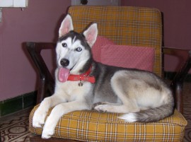 Maya