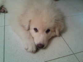 QUILLO
