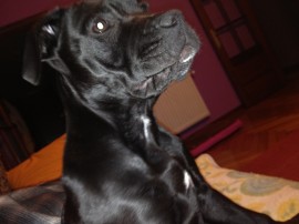 Lola