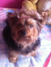 Shira