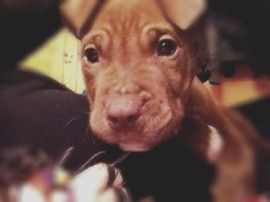 Rambo