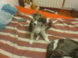 Tobi