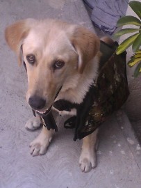 Navila 