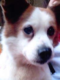 boton
