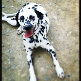 Pongo