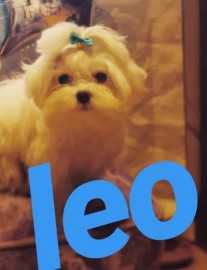 Leo