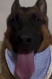 Whining dog