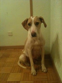 Willma
