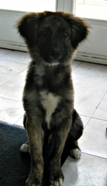 Dingo
