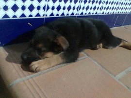 Thor