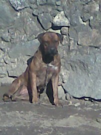 jara