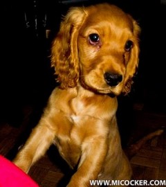 Gordi