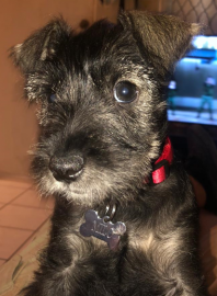 Milo (milaneso)
