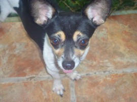 Jake