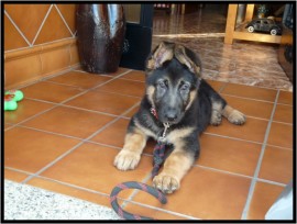 Kimbo