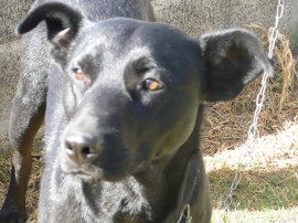 JACK