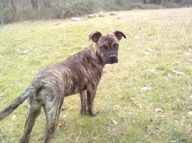 Troya