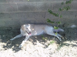 Lila