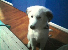 Jack