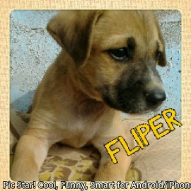 Fliper